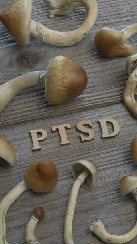 PTSD letters and fresh psychedelic psilocybin mushrooms. Vertical video. Stock Footage 280106771