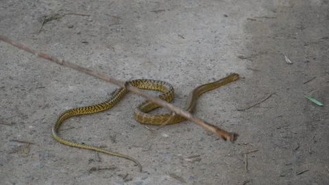 Ptyas mucosa snake. Stock Footage 330693452