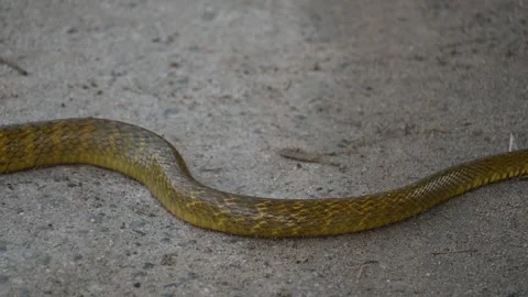 Ptyas mucosa snake. 库存影片 330693460