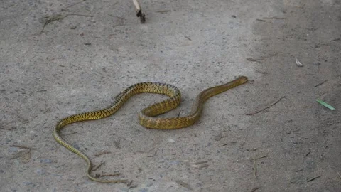 Ptyas mucosa snake. Stockbeeldmateriaal 330693463