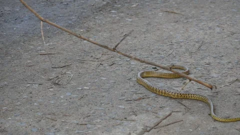 Ptyas mucosa snake. 库存影片 330693466