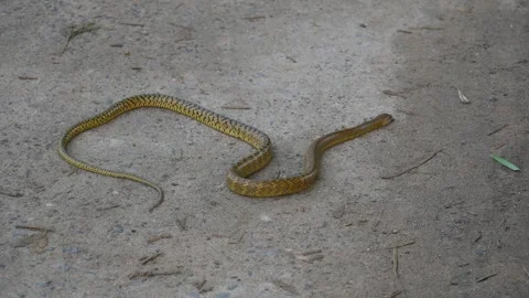 Ptyas mucosa snake. 库存影片 330693467