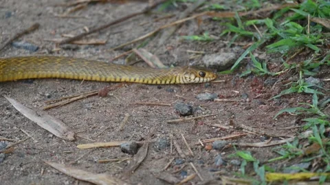 Ptyas mucosa snake. Vidéo 330693471