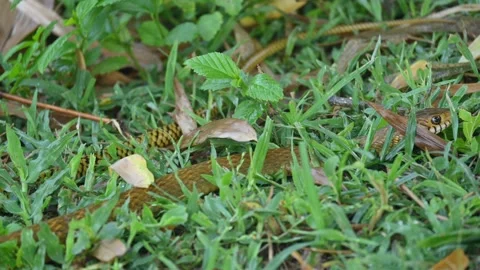 Ptyas mucosa snake. Stockbeeldmateriaal 330693472