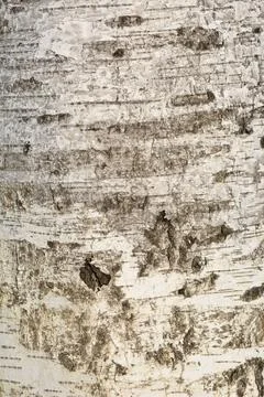 Pubescent birch Stock Photos