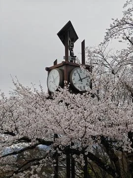 Public Clock Surrounded by Blooming Cherry Blossoms in Spring Фото