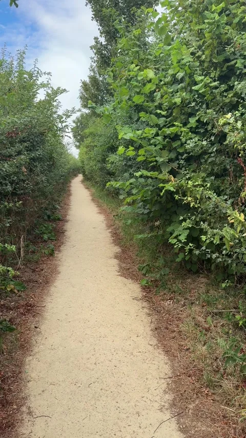 Public Footpath Trail Through Dense Green Hedgerows in English Countryside Stock Footage 342637540
