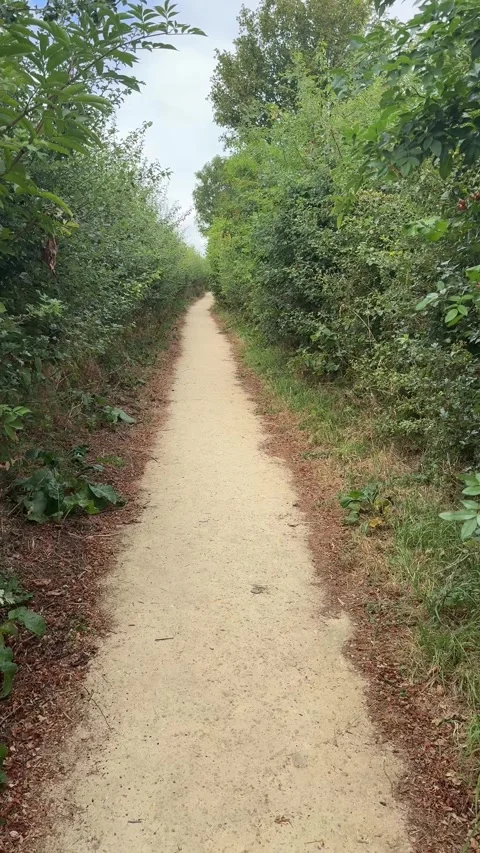 Public Footpath Trail Through Dense Green Hedgerows in English Countryside 库存影片 342637553