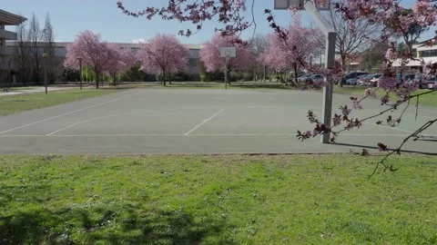 Public garden with flowering trees in springtime around a basketball court Stock Footage 150551590