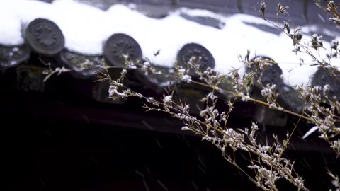 Public Garden Snowfall Scenes in Winter Stock Footage 321046207