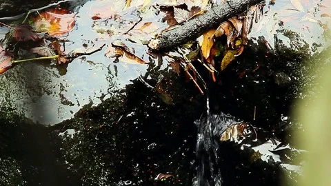 Public Garden stream closeup Stock Footage 74150439