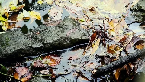 Public Garden stream closeup Stock Footage 74150679