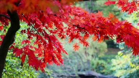 Public Garden Vibrant Tree Stock Footage 74150428
