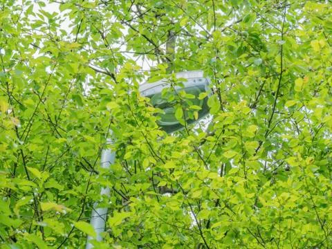 Public lamp in tree branches Stock Photos