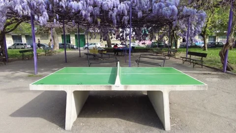 Public outdoor ping pong table in a city garden surrounded by spring blossoms Stock Footage 332514136