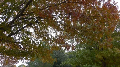 Public park at autumn. Stock Footage 99409966