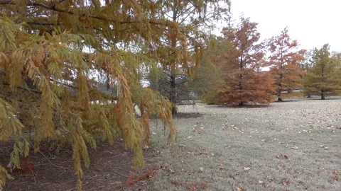 Public park at autumn. Stock Footage 99410089
