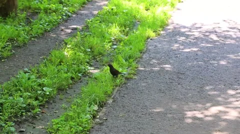 Public park. Bird. Stock Footage 48755669