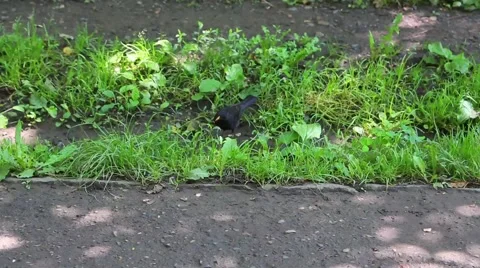 Public park. Bird. Video stock 48755680