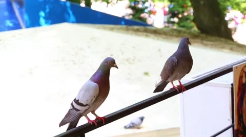 Public park. Doves. Stockbeeldmateriaal 48755691