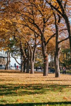 Public park in fall Stock Photos