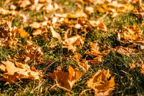 Public park in fall Stock Photos