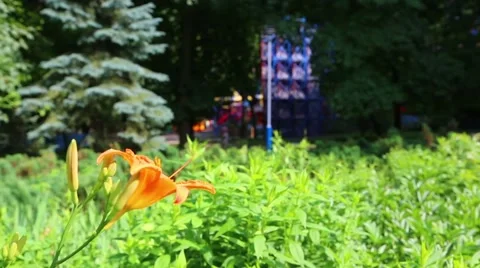 Public park. Flower. Stock Footage 48755687