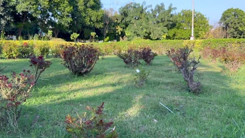 Public park Stock Footage 322935455