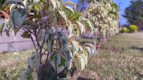 Public park Video stock 322935658