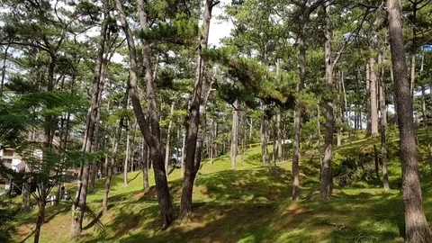 A public park full of trees in Baguio, Philippines. Slow pan Stock Footage 93579239