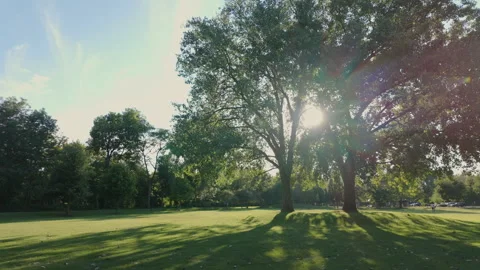 Public park with green grass trees with leaves on sunny day. Summer time 库存影片 291601643