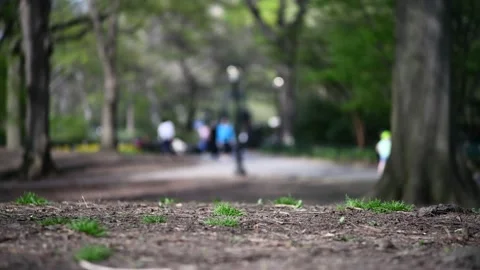 Public Park Ground Stock Footage 152805956