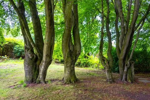 Public park with old trees with trunks of strange shapes in the city of Aberdeen Stock Photos