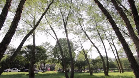Public Park Through Sunlit Trees Charlotte NC Stock Footage 84121799