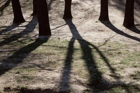 Public park with tree shadows in spring. Heaviness concept. Stock Photos