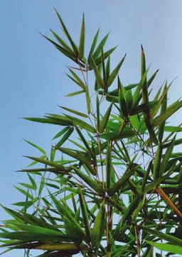 Pucuk Daun Bambu Stock Photos