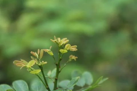 Pucuk daun Stock Photos