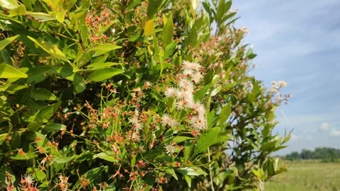 Pucuk merah Video stock 240194837