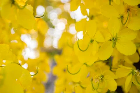 Puddingpipe flower Stock-Fotos