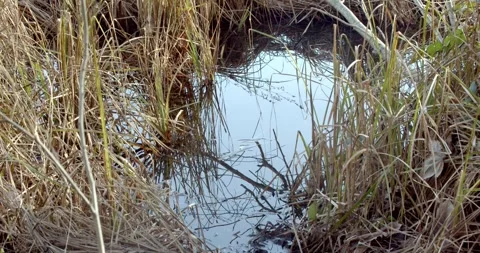 Puddle 4K Stock Footage 263848175