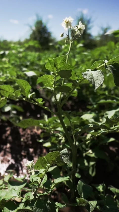 Puddle after rain among potato bushes in the garden Stock Footage 338337956