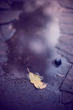 Puddle after rain with leaf and plum on a stone road 스톡 사진