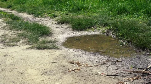 Puddle after rain on the path Stock Footage 156504300
