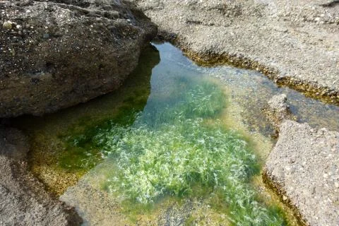 Puddle with algae between rocks Stock Photos
