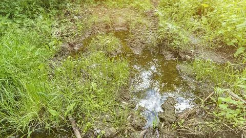 Puddle and mud on grassy ground on spring day closeup Foto stock