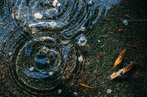 Puddle on asphalt with drops of spring raindrops and circles on water Stock Photos