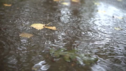 Puddle on asphalt under rain with drops and leaves Stock Footage 292161888