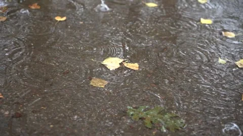 Puddle on asphalt under rain with drops and leaves Stock Footage 292162006