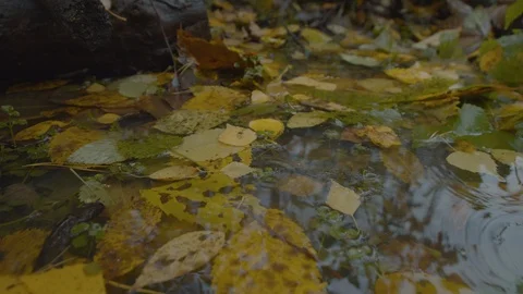 Puddle in autumn Stock Footage 118020618