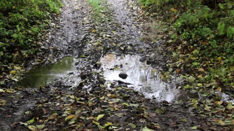 Puddle in the autumn forest Stock Footage 31860188